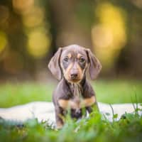 Photo of Bodhi