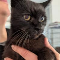 Photo of Blacky ** Total Lovebug **