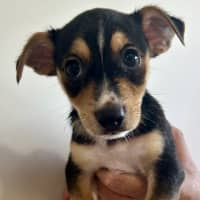 Photo of Rocco