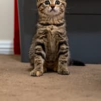 Photo of Maisie