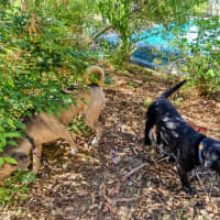 Photo of Tyrrell (Tyr)