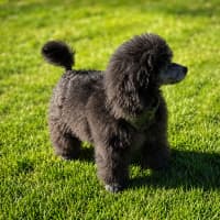 Photo of Tika
