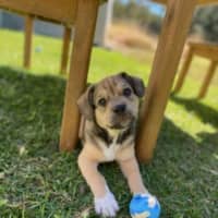 Photo of Spud