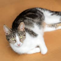 Photo of Sora
