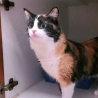 Photo of Cressida Meowper