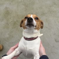 Photo of Archie