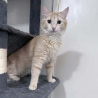 Photo of Kaiya *9 Lives Project Rescue*