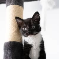 Photo of Rocket