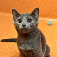 Photo of Nimbus