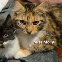 Photo of Miss Molly 