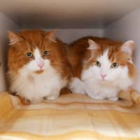 Photo of Ronnie Sua013145 & Oska Sua013144