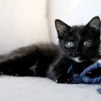 Photo of Myrtle