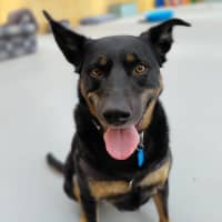 Photo of Brodie
