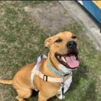 Photo of Rusty