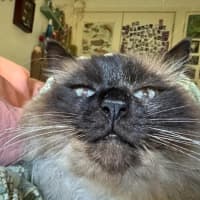 Photo of Jinx