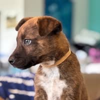 Photo of Archie