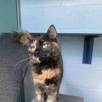 Photo of Izzy