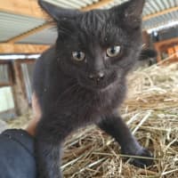 Photo of Ollie