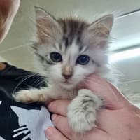 Photo of Tiny Dancer