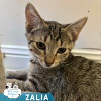 Photo of Zalia