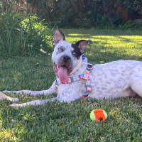 Photo of Joey   9 Month Old Cattle Dog X