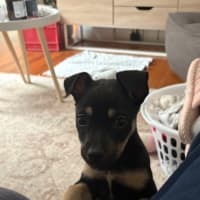 Photo of Saidee   9 Week Old Kelpie