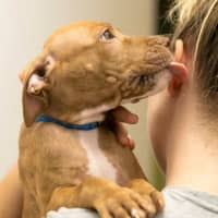 Photo of Teak   10 Week Old Staffy X (On Trial)