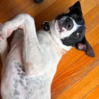 Photo of Buster