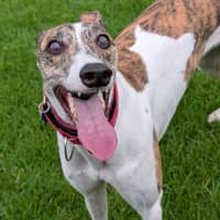 Photo of Leonor The Greyhound