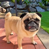 Photo of Honey