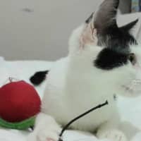Photo of Rose