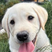 Photo of Alfie   10 Week Old Labrador