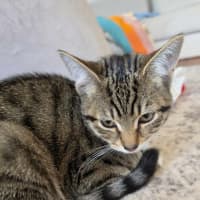Photo of Honey   In Foster Care In Healesville