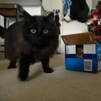 Photo of Rollie