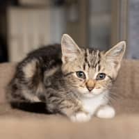 Photo of Kit Cat