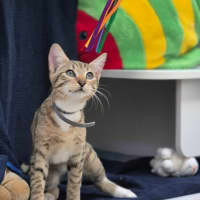 Photo of Molly (8980)