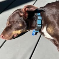Photo of Scooby   13 Week Old Kelpie