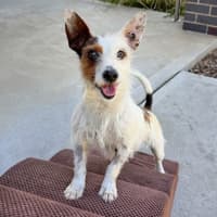 Photo of Pepito