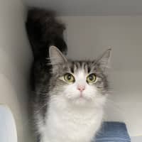 Photo of Silver