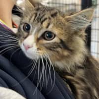 Photo of Muffin
