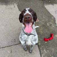 Photo of Diddles