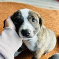 Photo of Buzzer