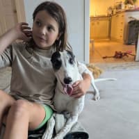 Photo of Dot, The Greyhound