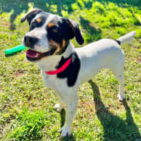 Photo of Buster