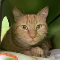 Photo of Wally The Wizarding Wonder