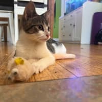 Photo of Porcini