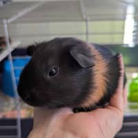 Photo of Thunder & Lightning