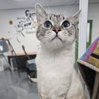 Photo of Cheesecake
