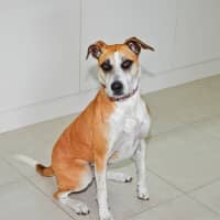 Photo of Stella