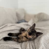 Photo of Chai